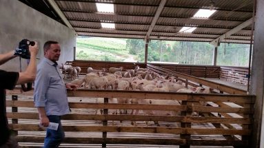 Encontro de Ovinocultura na fazenda, Pinheiro Seco, município de Bom Retiro
