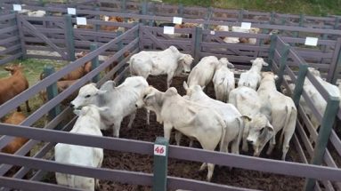 Leilão de gado geral e rodeio gaúcho – São Miguel do Oeste