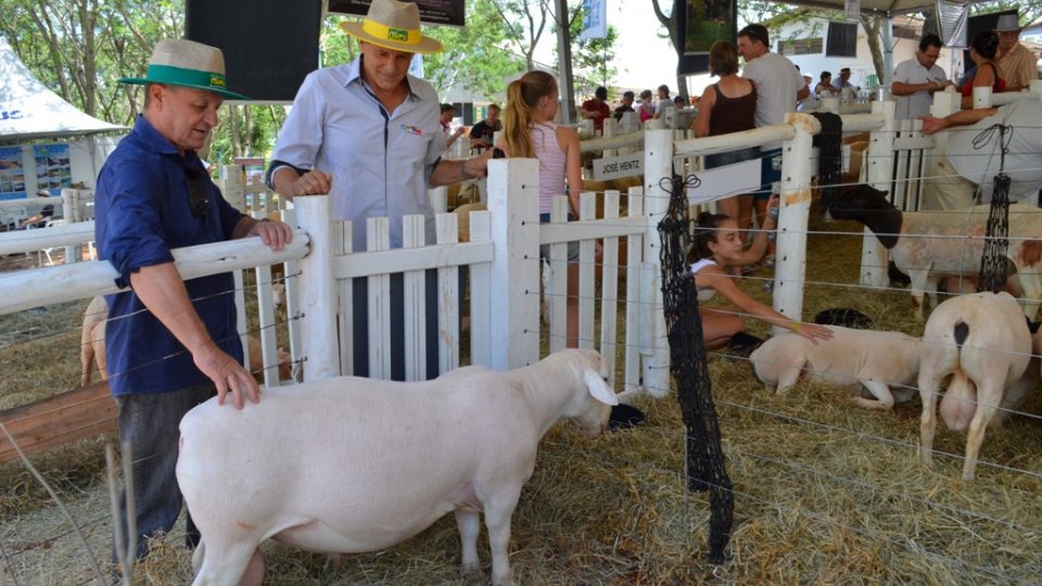 Colatto destaca a ovinocultura no Itaipu Rural Show