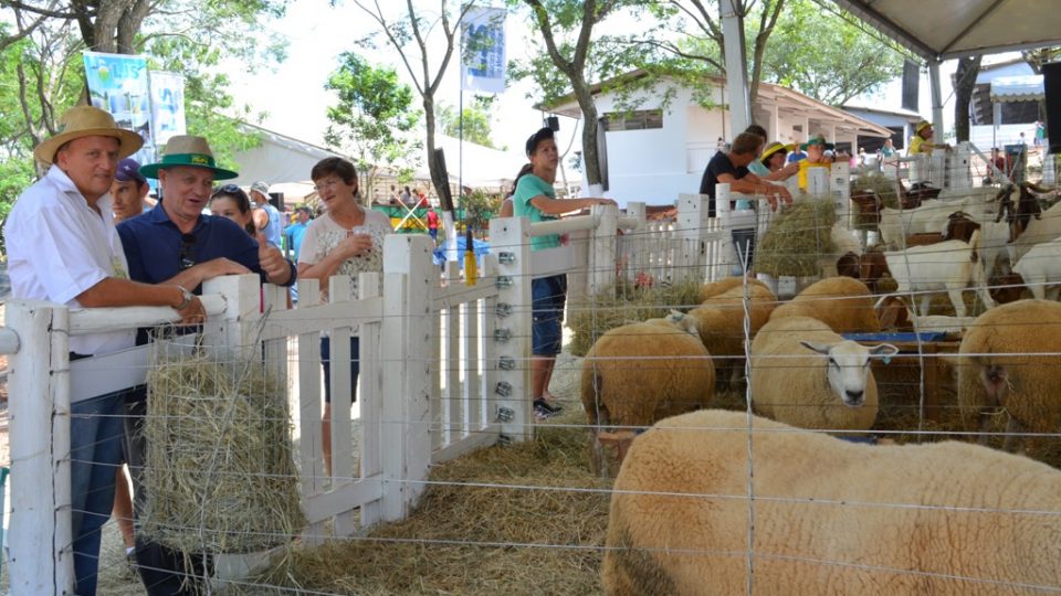 Colatto destaca a ovinocultura no Itaipu Rural Show